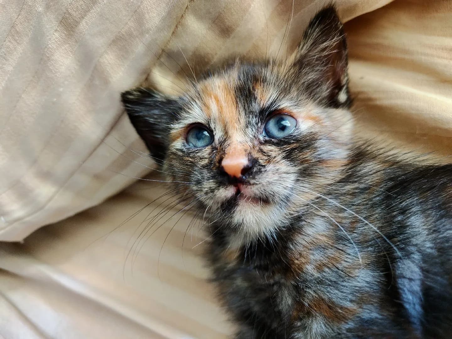 Yavru kedi şıbıdık