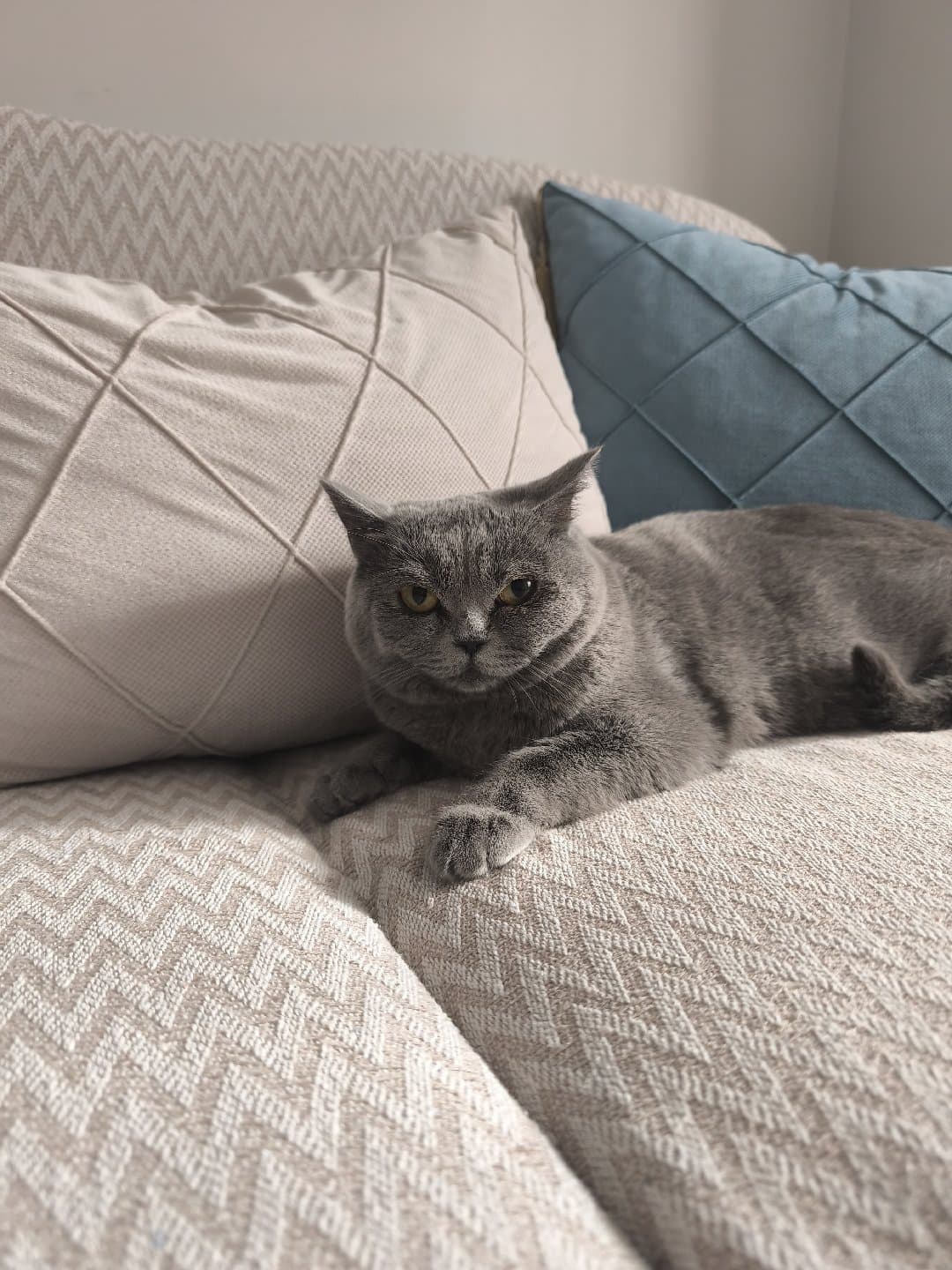 British Kedi ücretsiz sahiplendirme