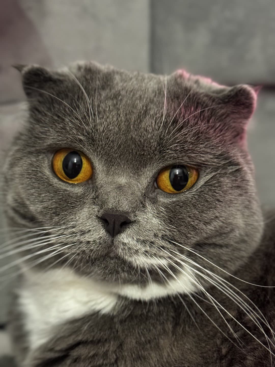 3,5 Yaşında Kısır Scottish Güzeli Yuva Arıyor!”