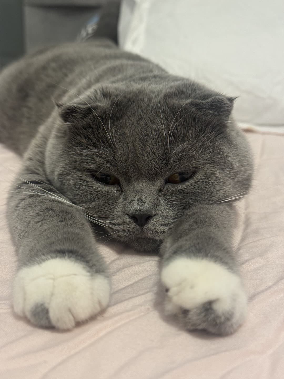 3,5 Yaşında Kısır Scottish Güzeli Yuva Arıyor!”