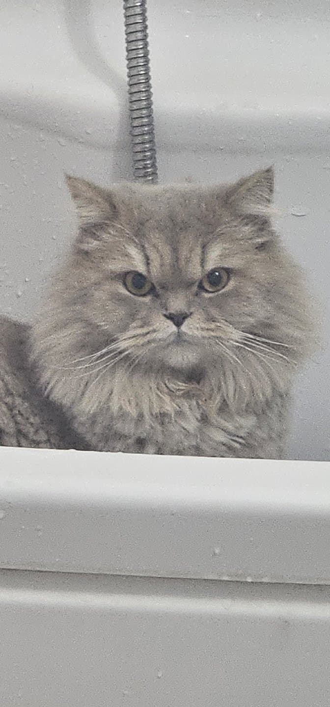 Pars icin bir yuva ariyoruz