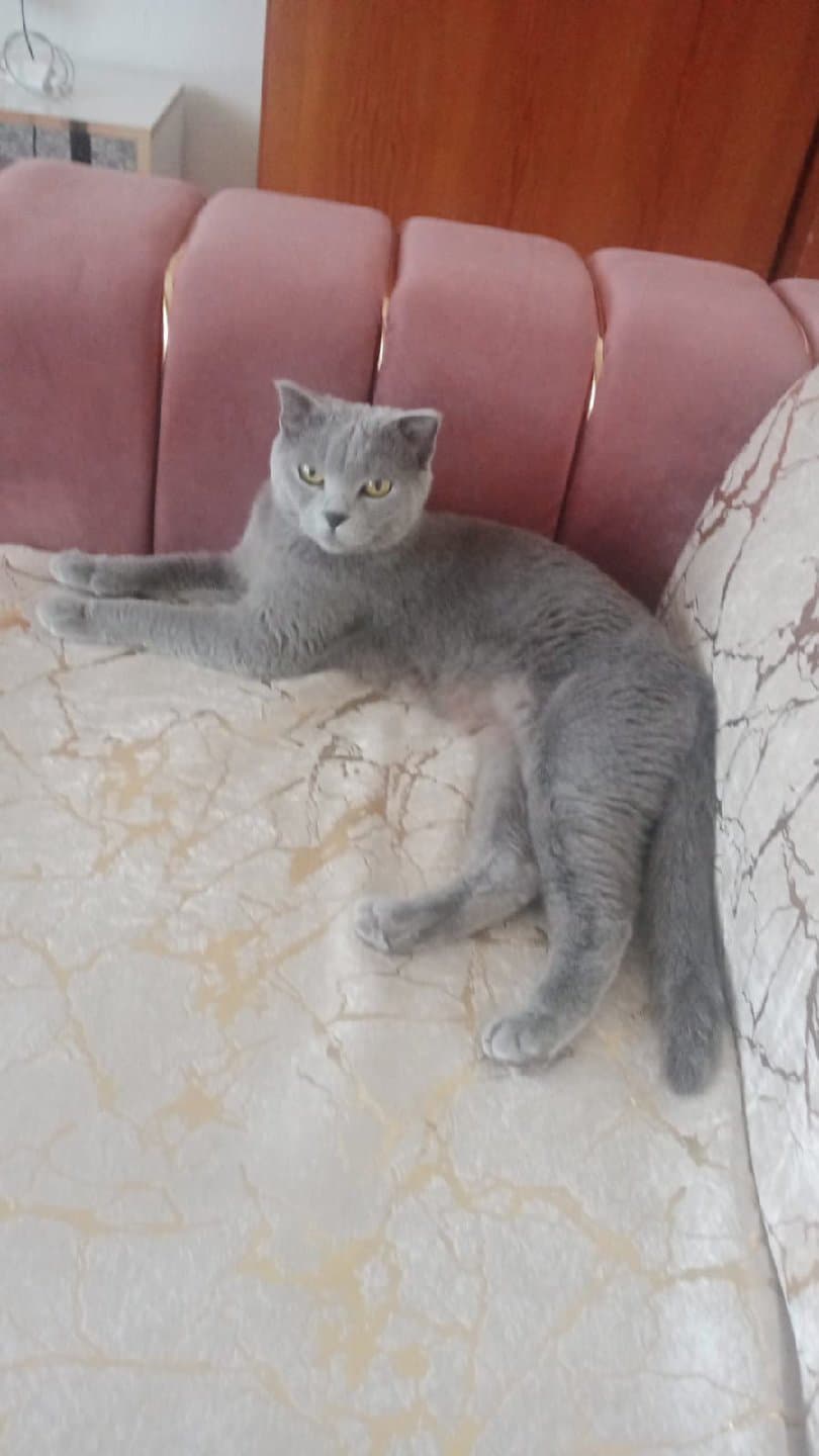acil sahıplendırme