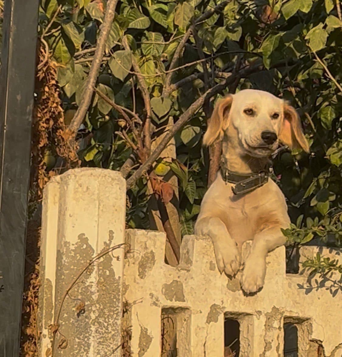 daisy orta ırk sevecen