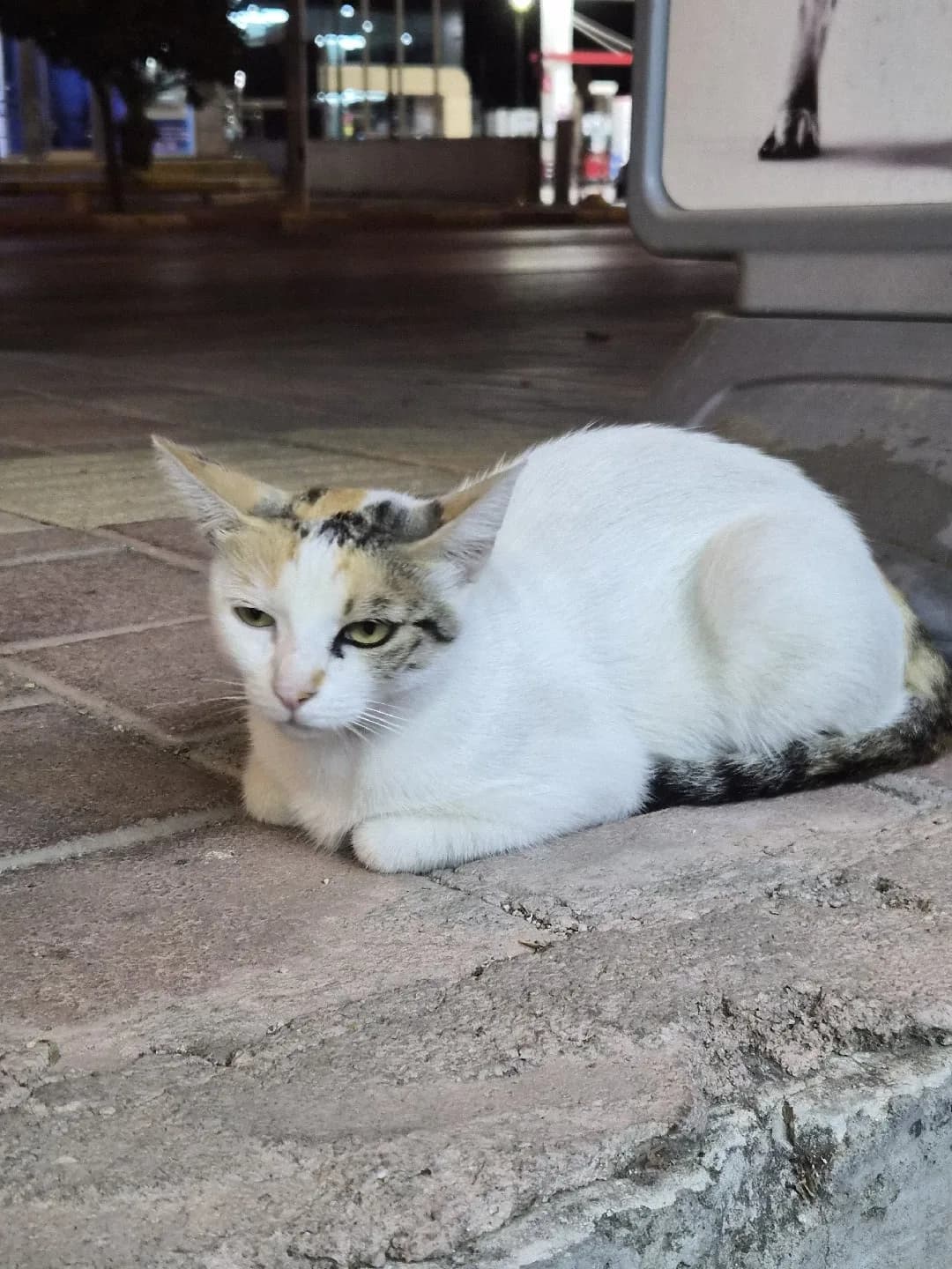 Sokağa atılmış pamuk gibi bebek