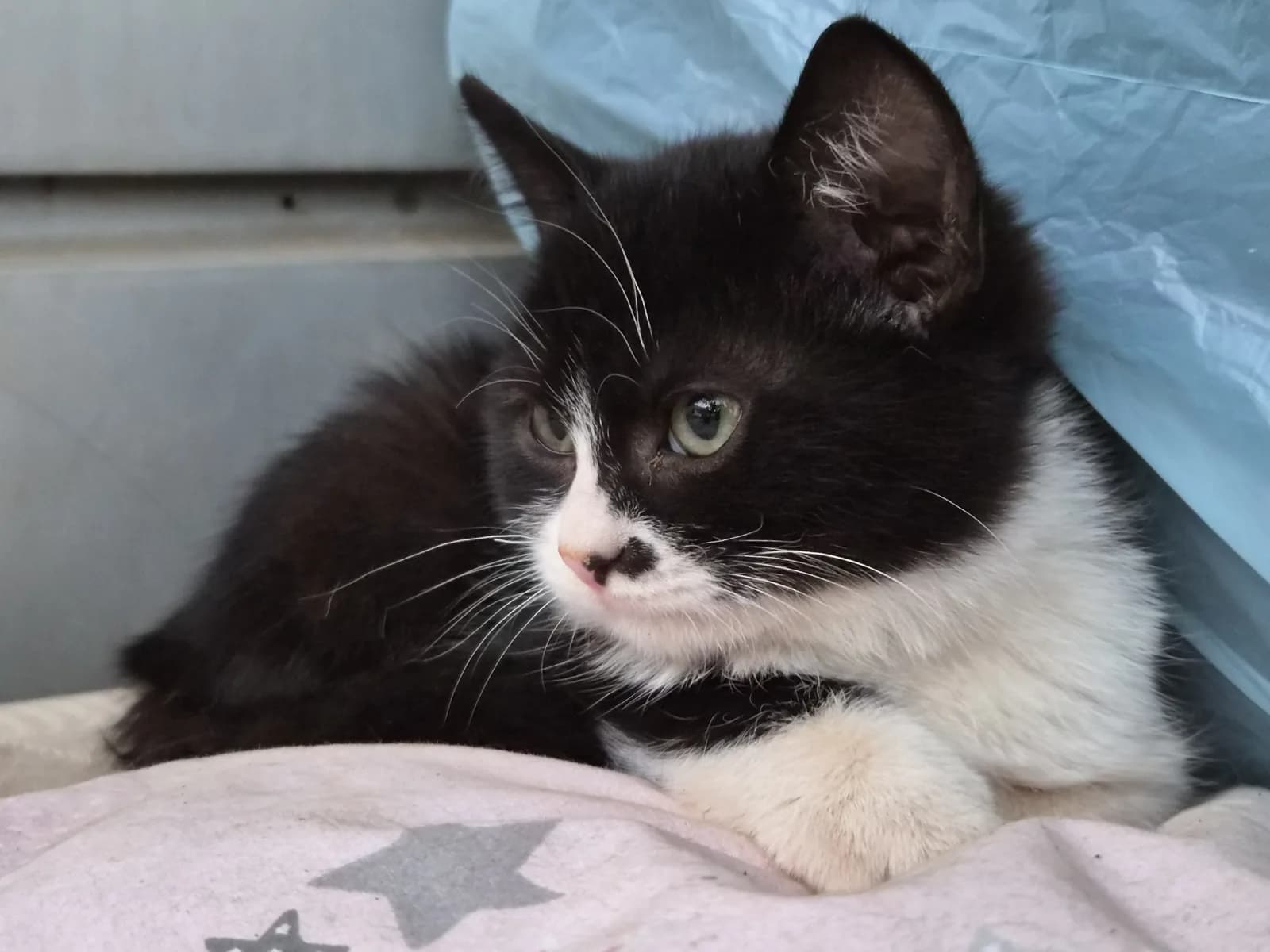 Annesi öldüğü için gıdasızlıktan ölüme yatmış bir bebekti.10 gün yoğun tedavi ile iyileşti.