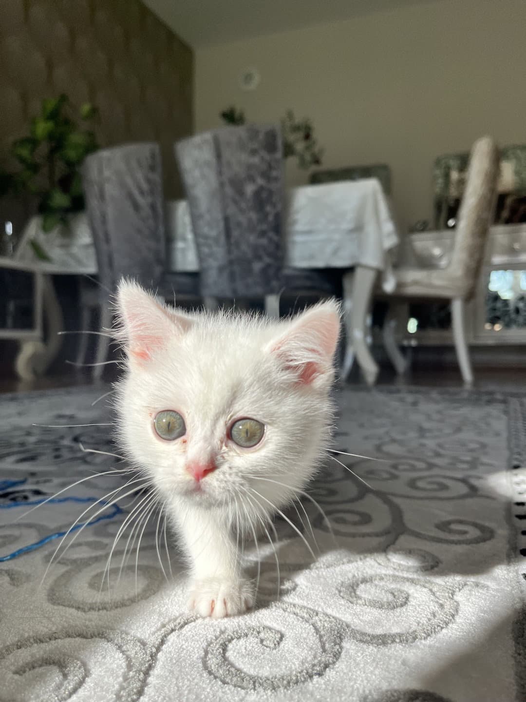 Acil sahiplendirme british shorthair