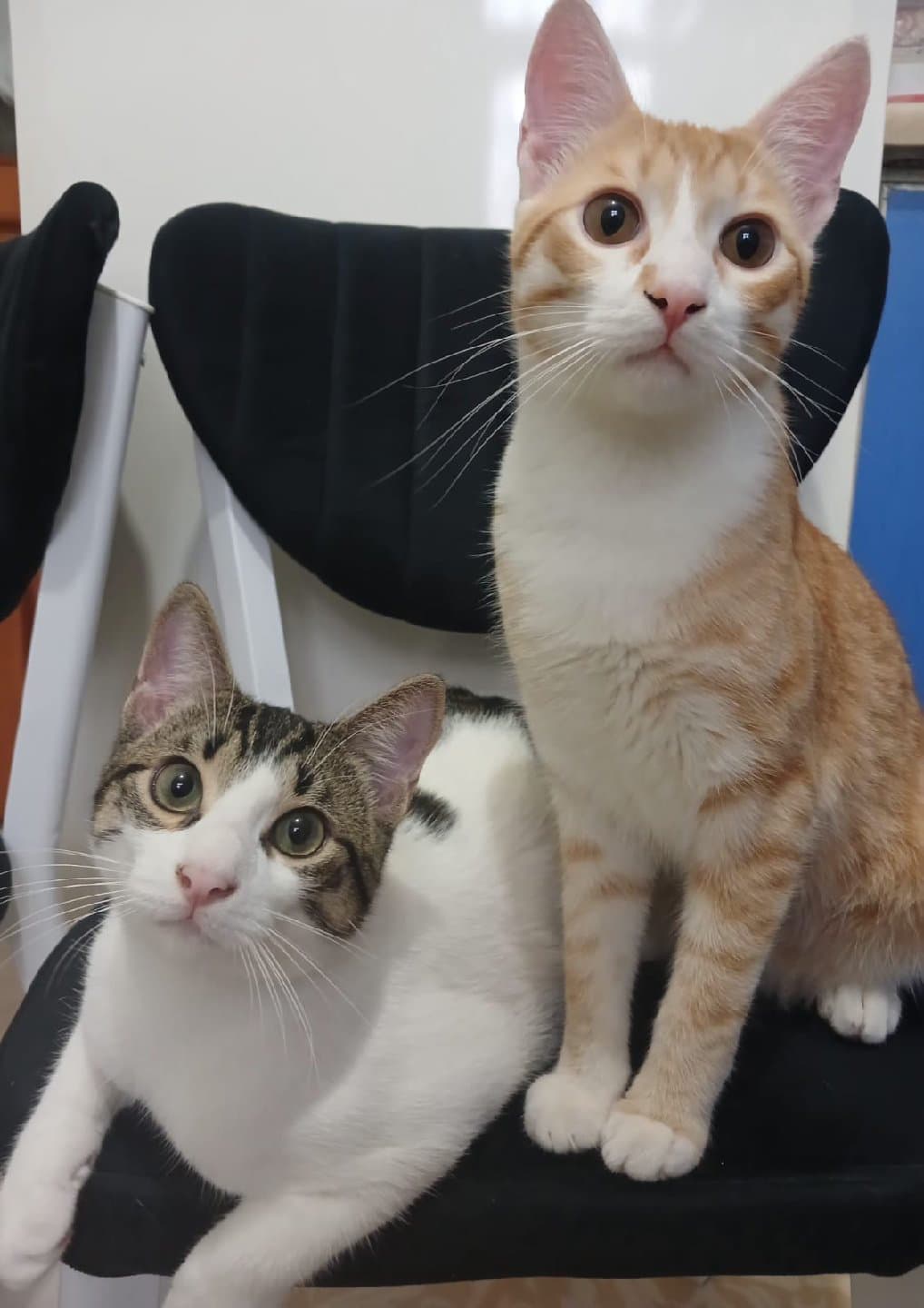 İki Erkek Kardeş Kedi (Duman & Karamel)