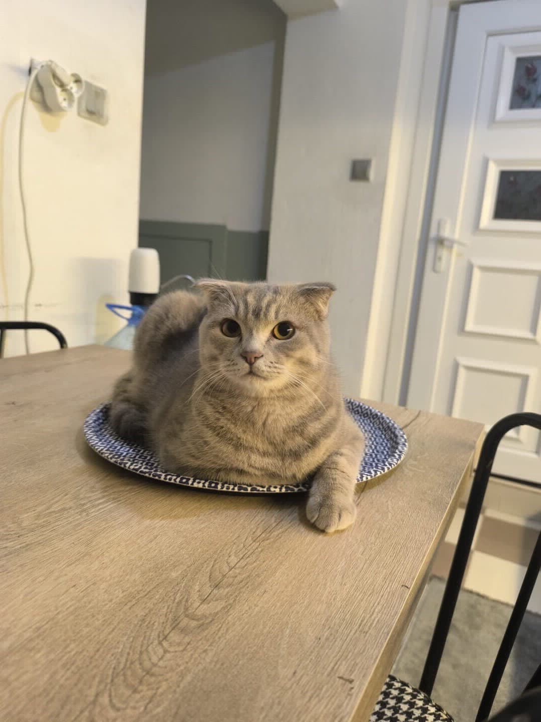 şakir e yuva aranıyor