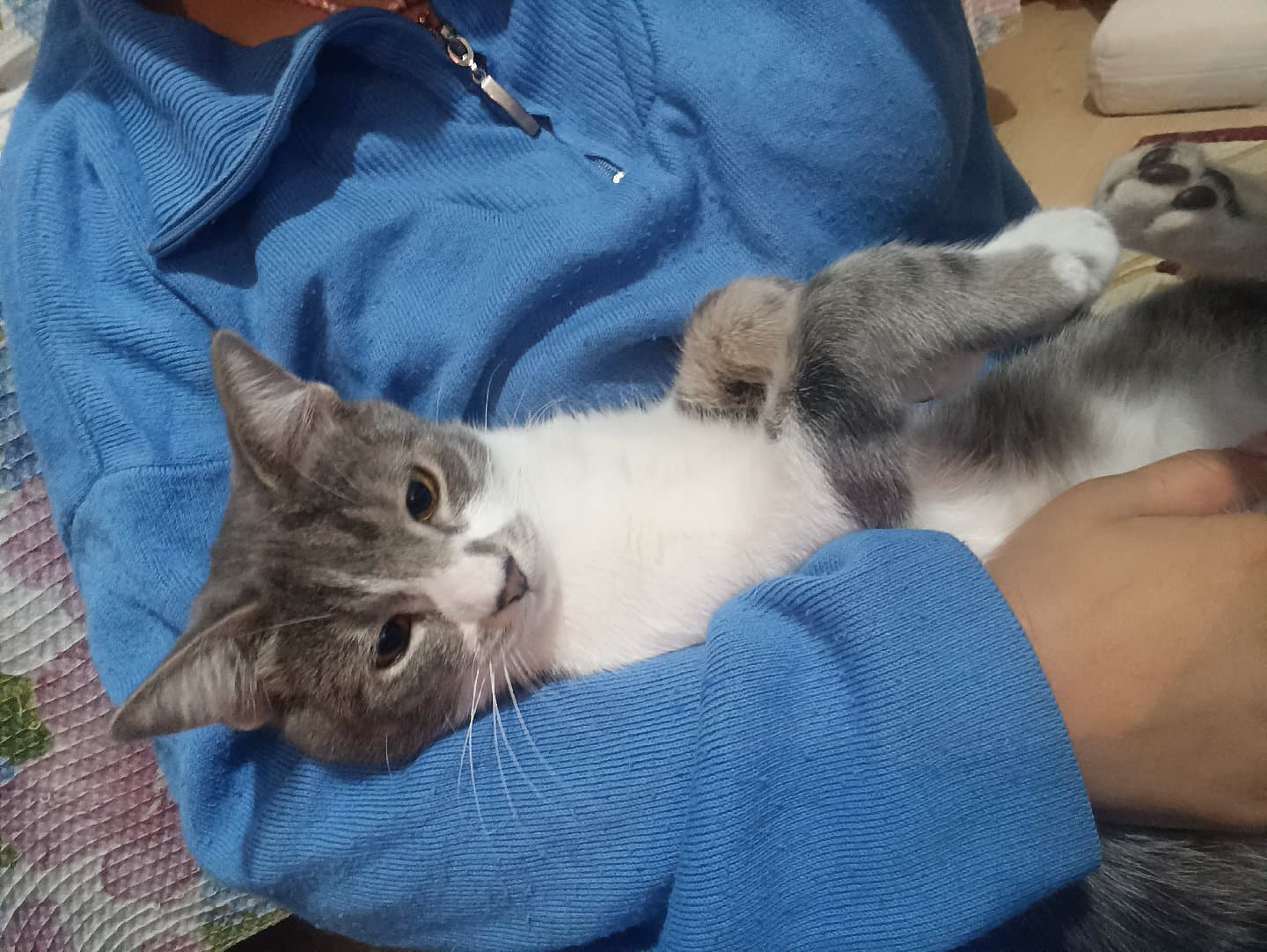 Çok tatlı ve akıllı kedi