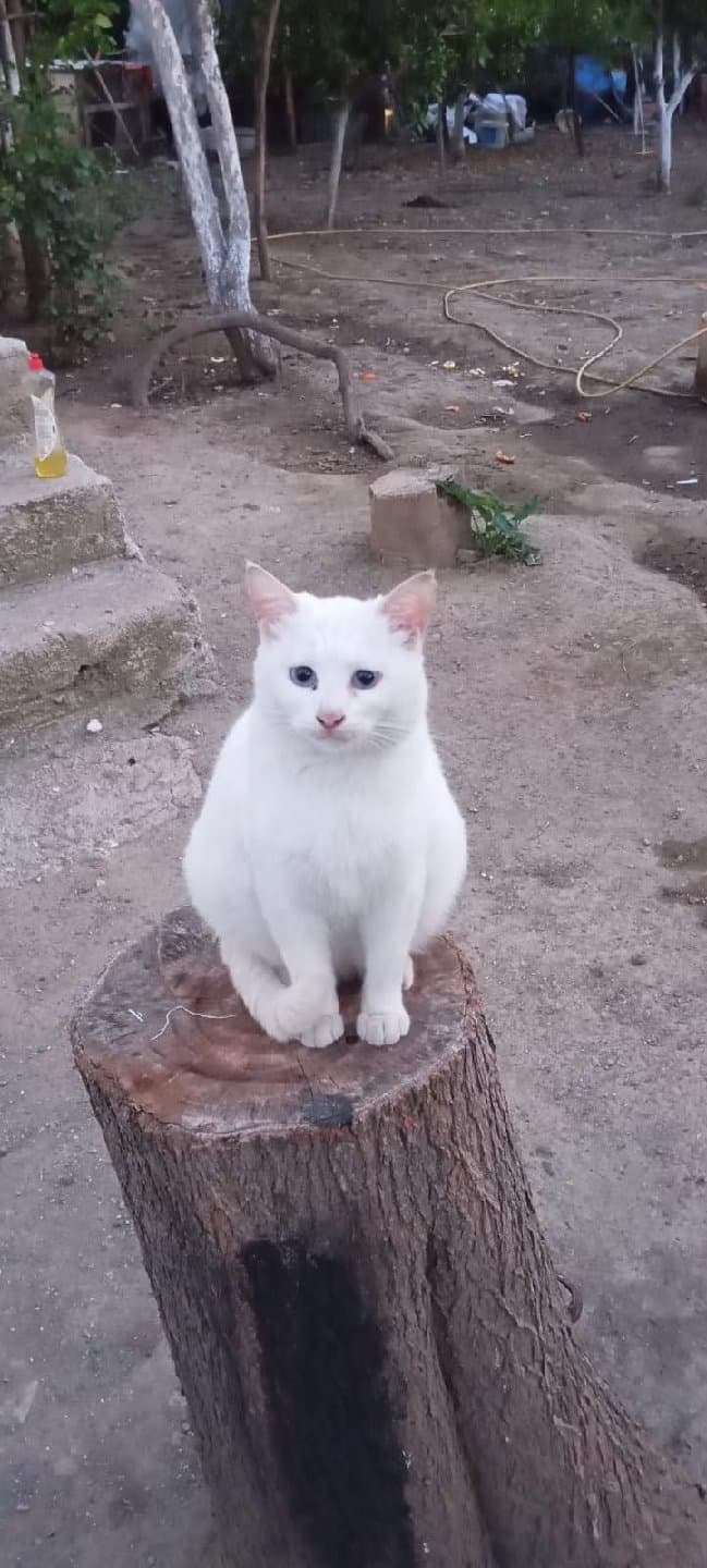 Ücretsiz Kısır Kedi