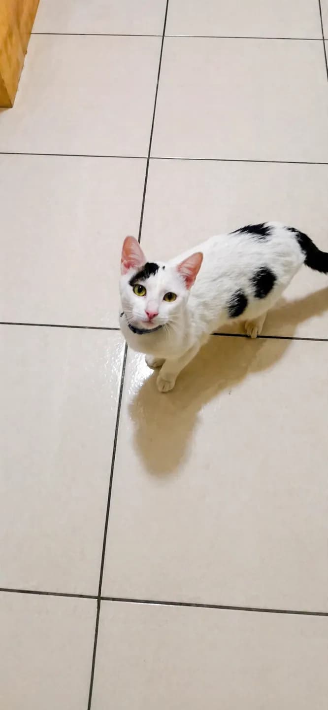 TERK EDİLEN KEDİŞE ACİL YUVA