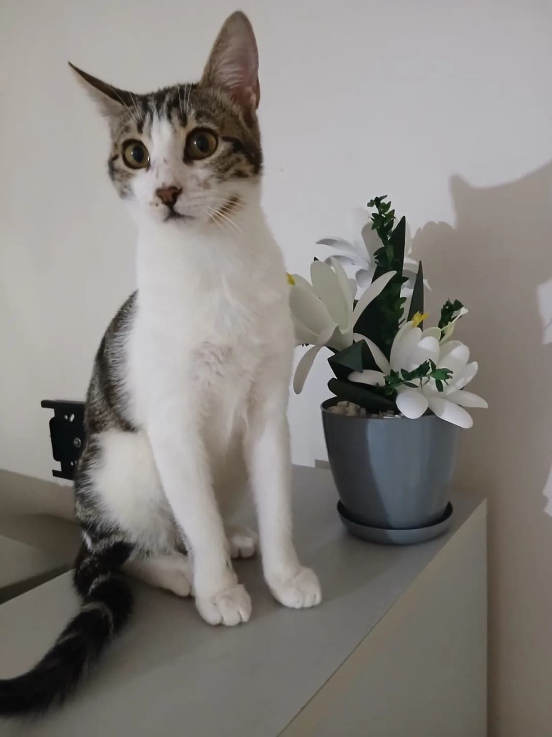 CEYLİN ÖMÜRLÜK YUVASINI ARIYOR