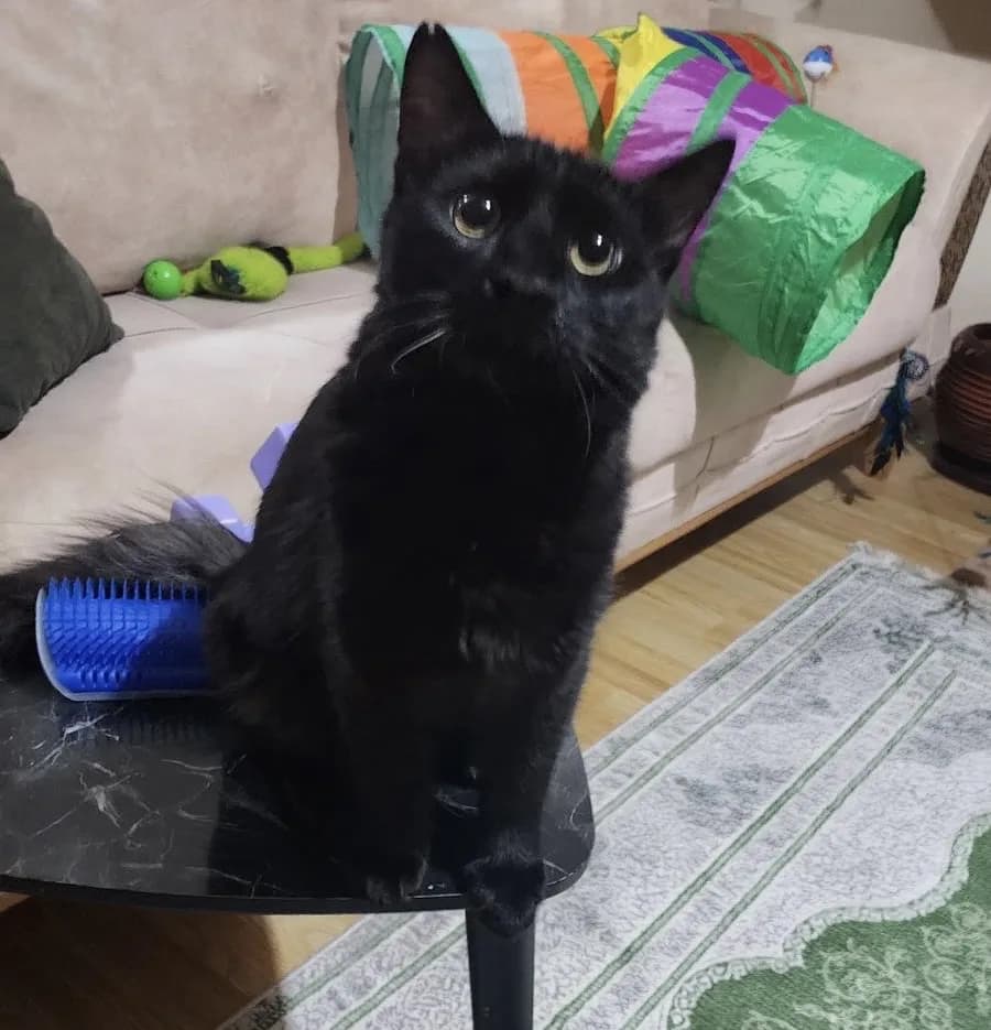 TEMEL REİSE ACİL YUVA