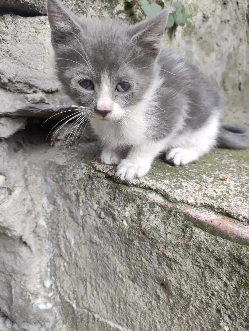 3 KARDEŞ ACİL YUVA