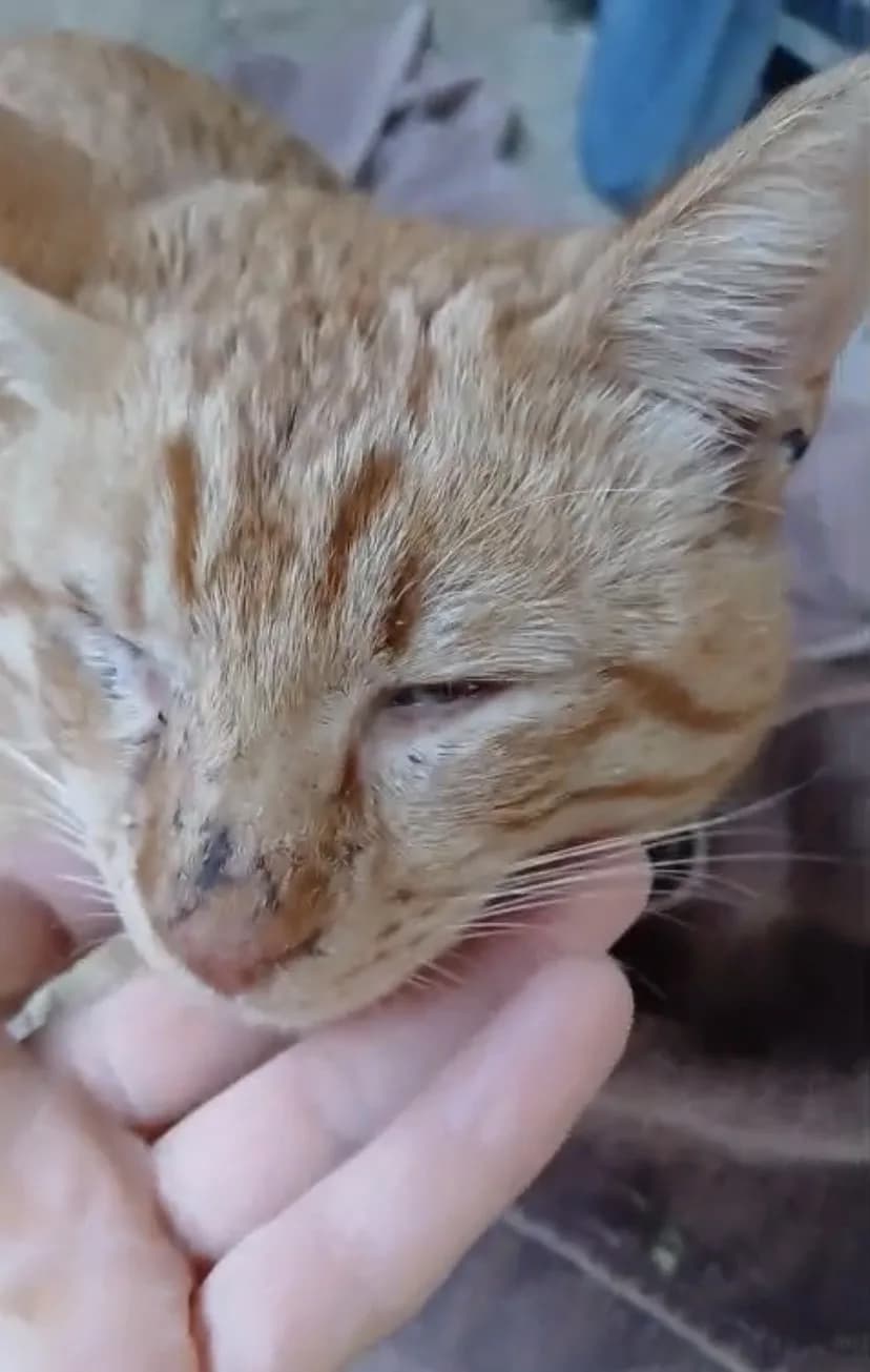 GÖRME ENGELLİ SARMANA YUVA