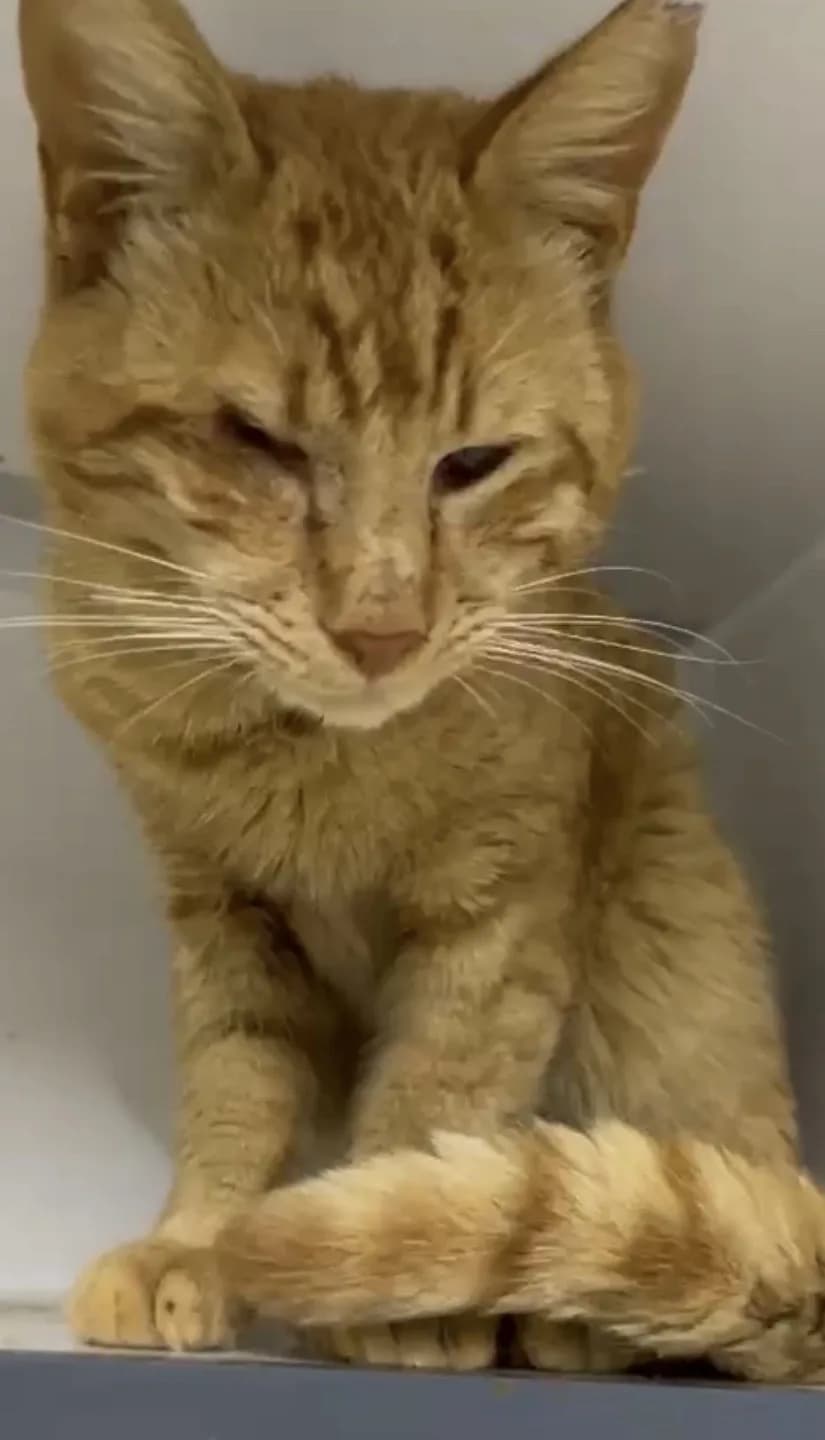 GÖRME ENGELLİ SARMANA YUVA