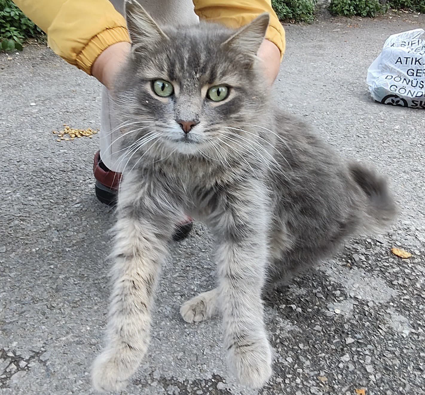 Gri Bol Tüylü Kısır Dişi. YUVA ARIYOR