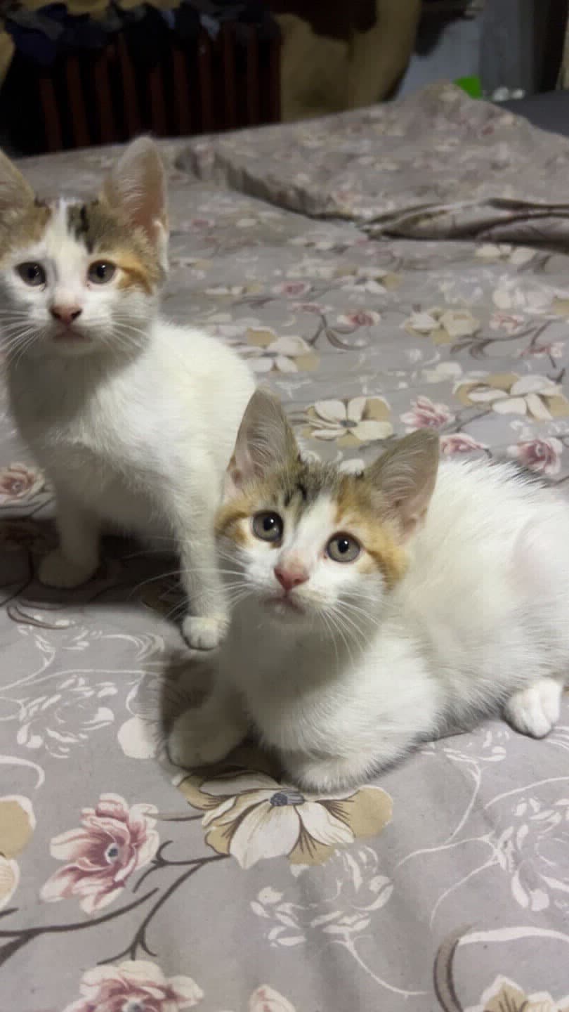 3 kardeş yuvalarını arıyor