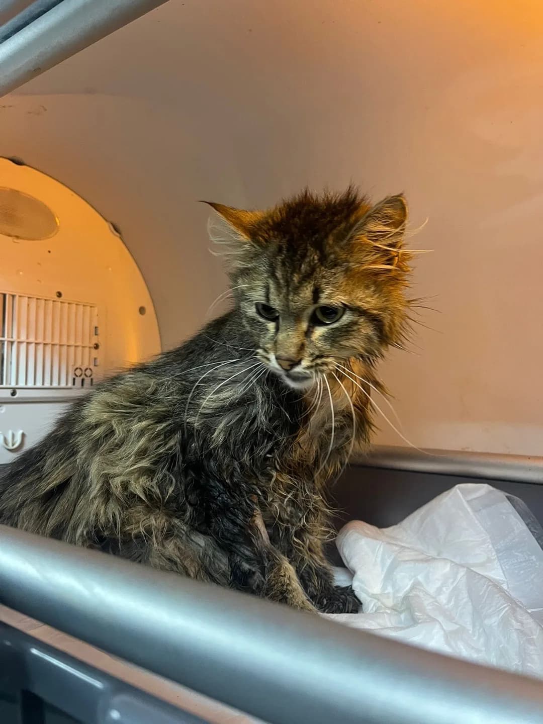 KAZA GEÇİREN SAVAŞ ACİL YUVA ARIYOR