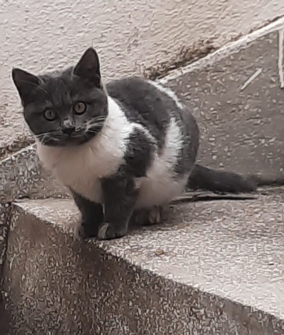 GRİ BEYAZ YAVRU YUVA