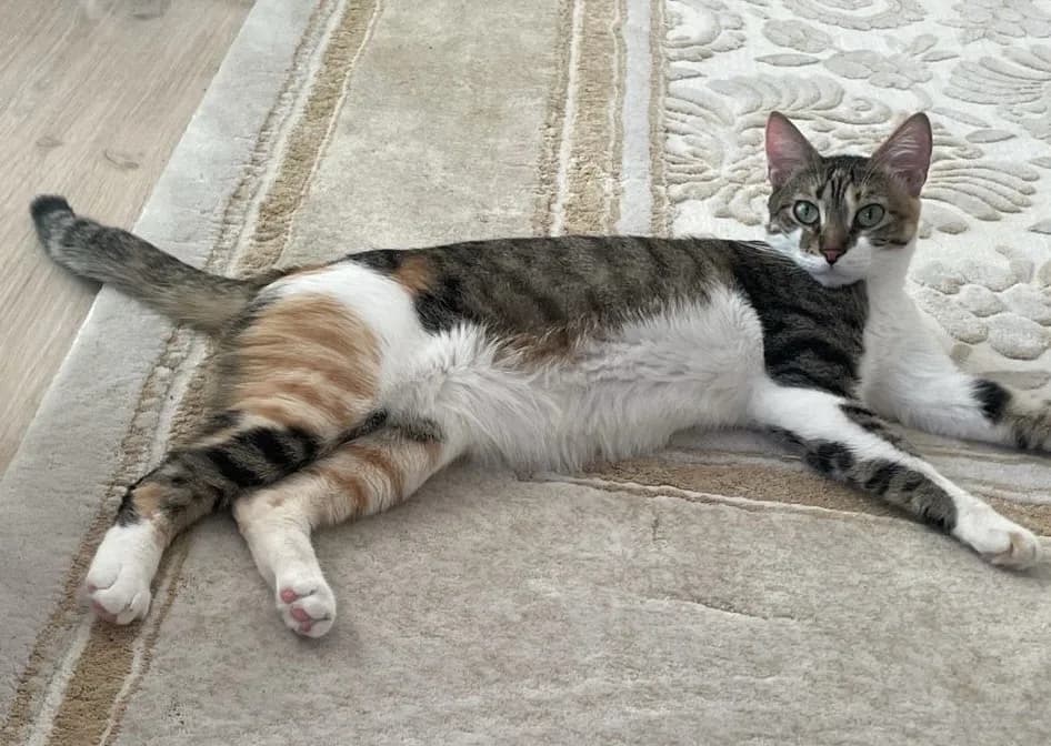 EV KEDİSİ ACİL YUVA