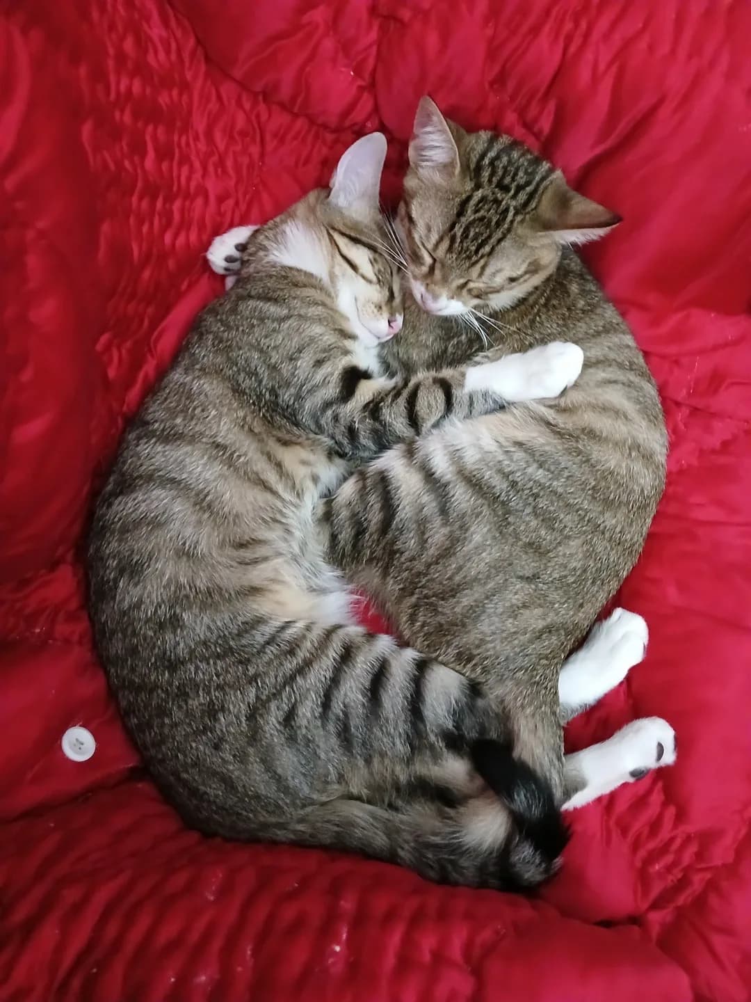 2 KARDEŞE ACİL YUVA