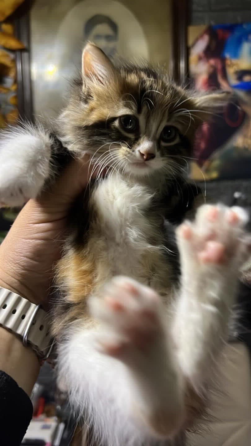 TATLI KARDEŞLER YUVA ARIYOR