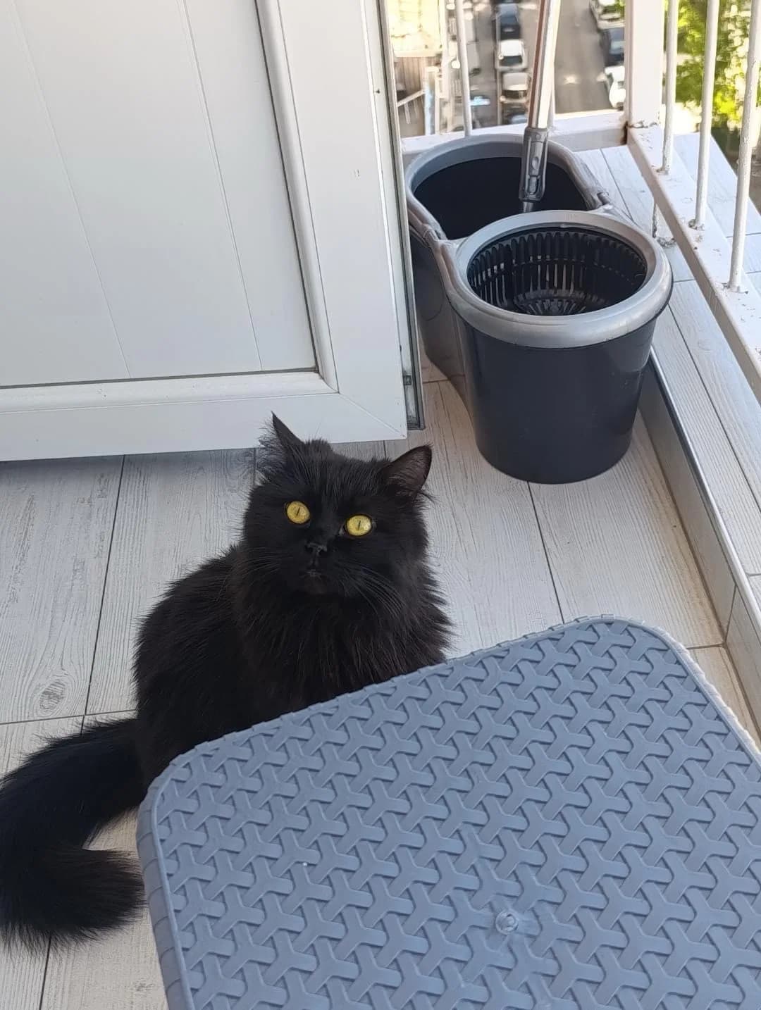 HAMİLE KEDİŞE GÜVENLİ YUVA