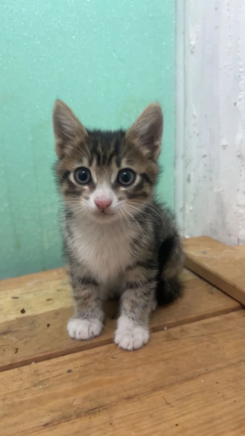 2 BONCUK YUVALARINI ARIYOR