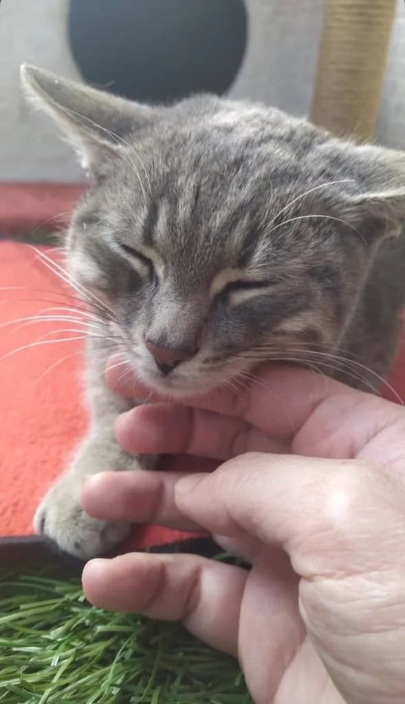 TEDAVİ ETTİRELECEK YUVA ACİL