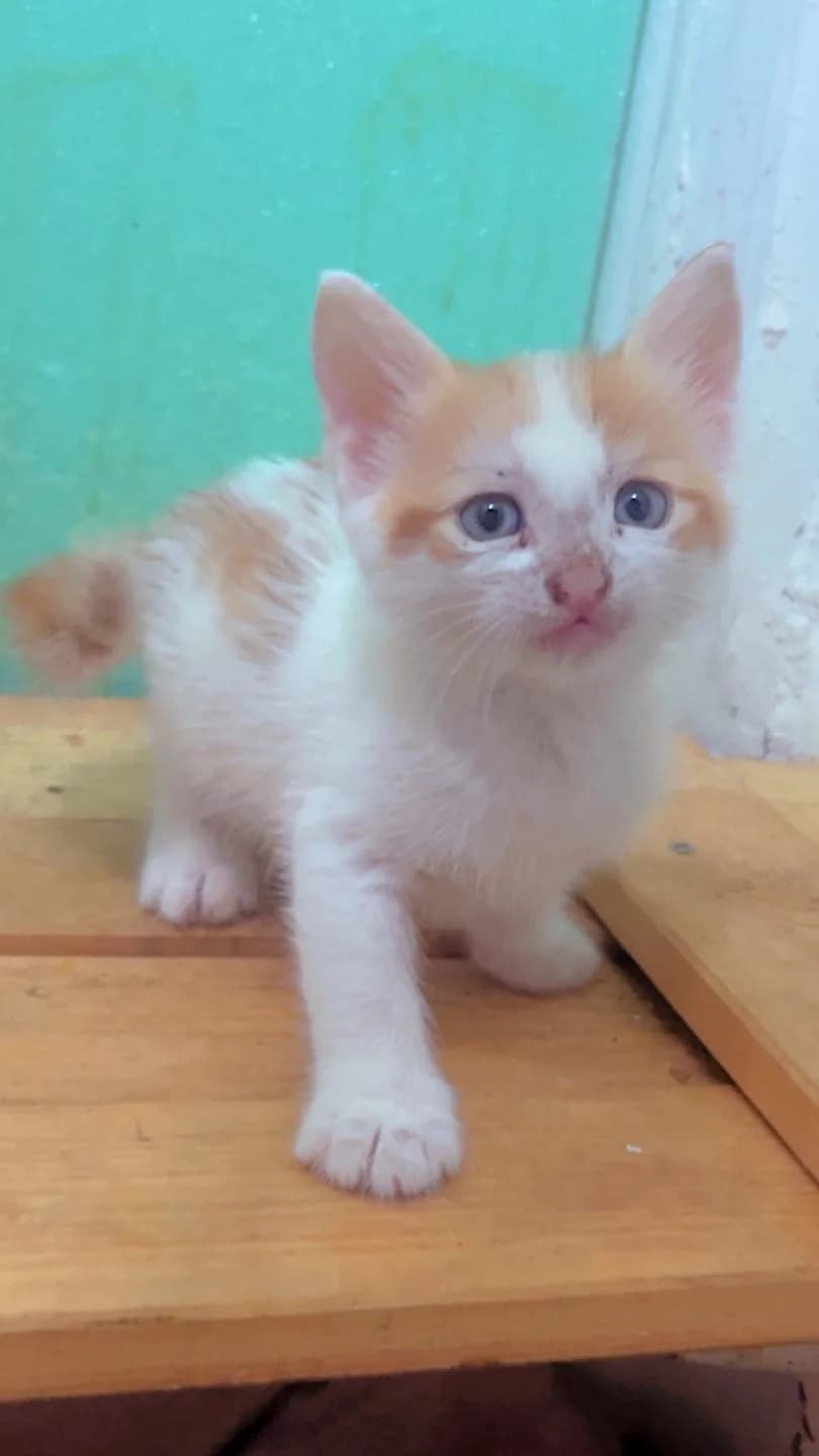 YUVA ARAYAN 3 MİNİKLER