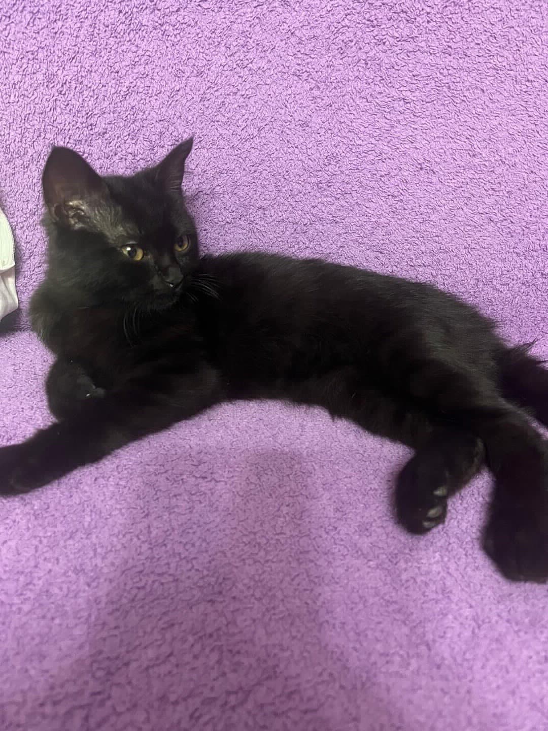 KARA KIZ YUVA ARIYOR