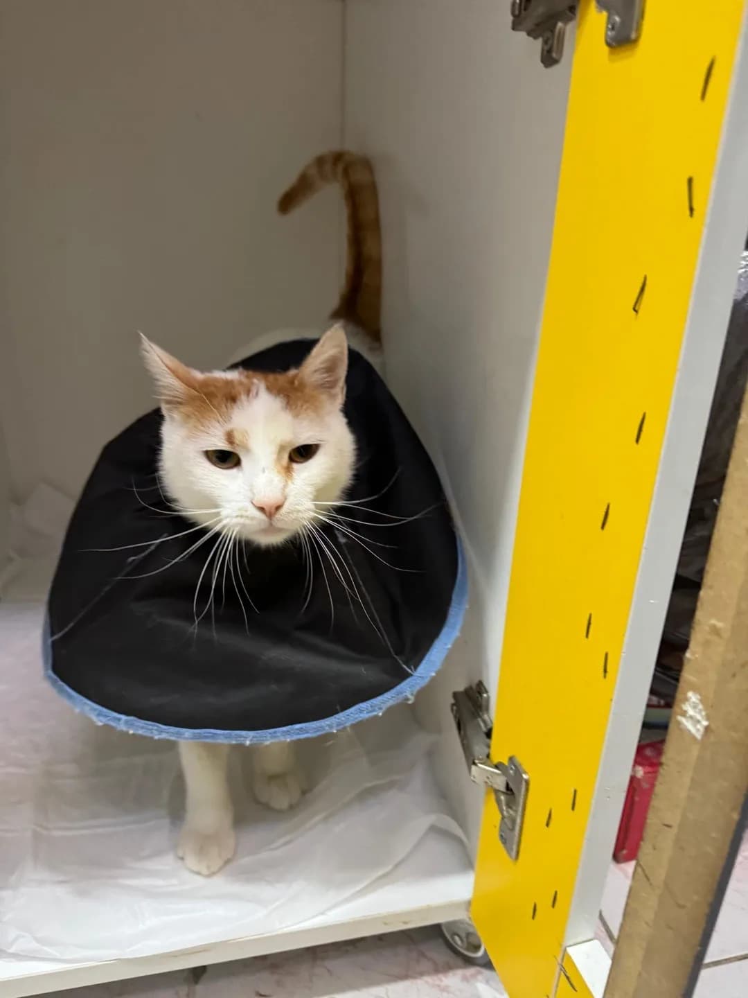 ACİL YUVA GİDECEK YERİ YOK