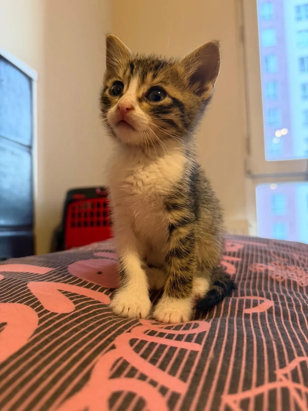 MİNİK KEDİ YUVA ARIYOR