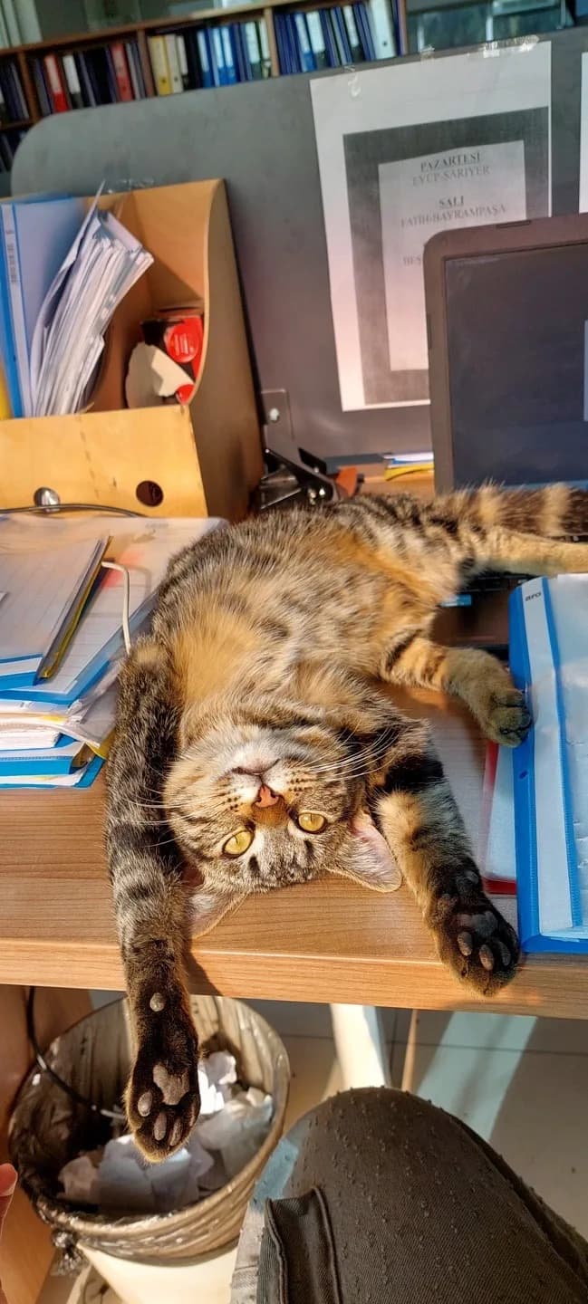 SOKAĞA GİTMEDEN ACİL YUVA