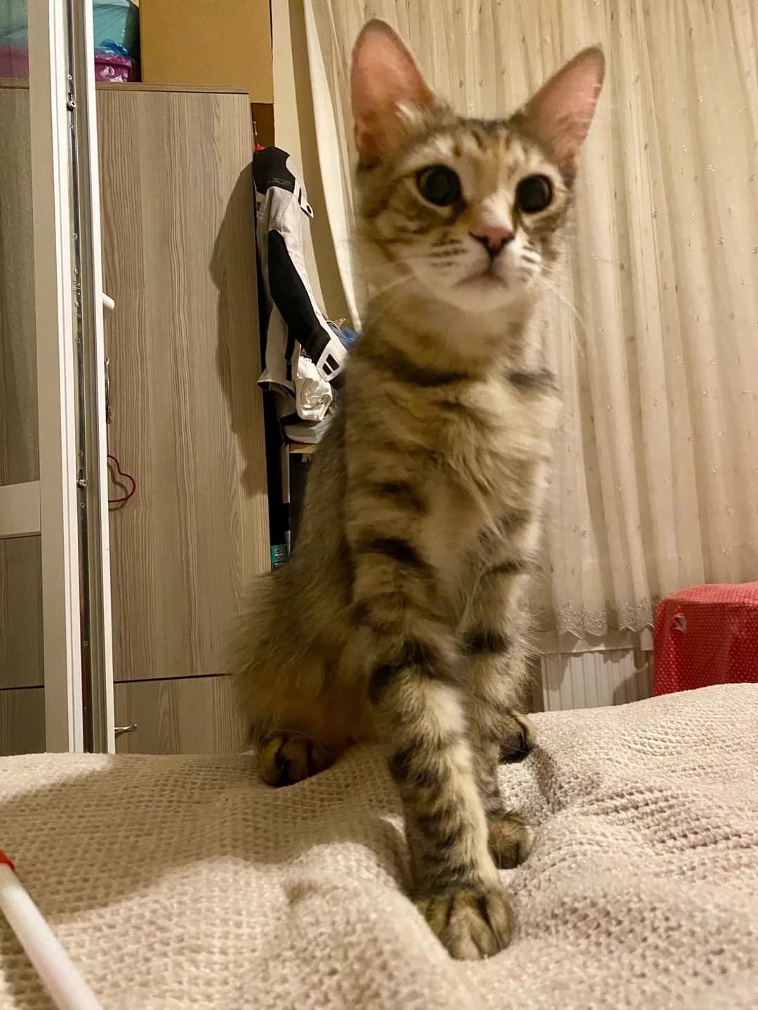 DİŞİ KISIR EV KEDİSİ