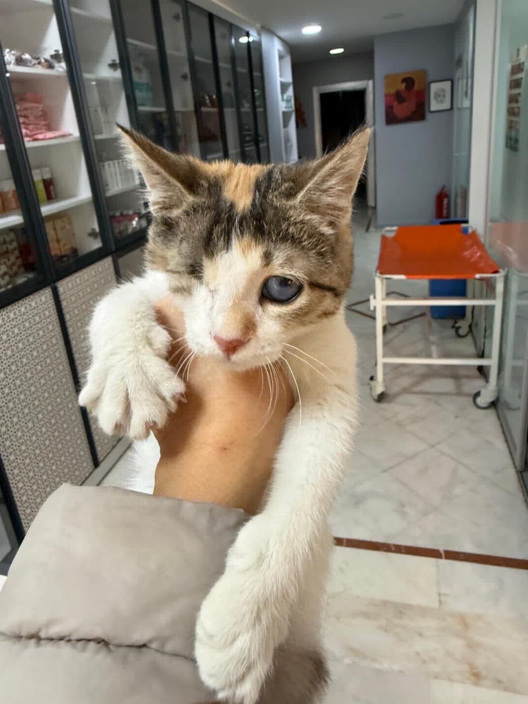 Gözleri Görmeyen Yavruya Yuva