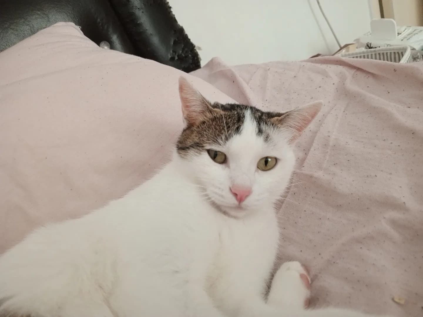 2 KEDİ ACİL YUVALARINI ARIYOR