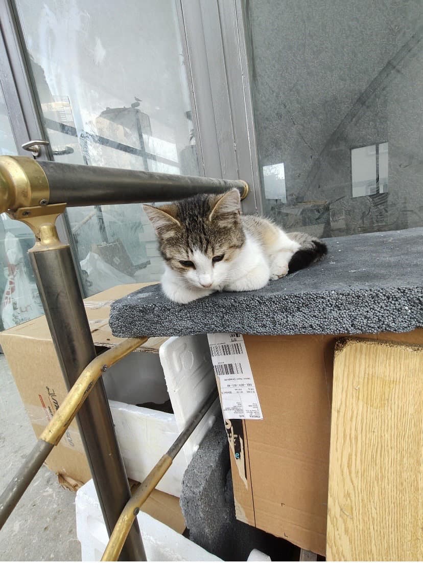 Erkek Uslu Tertemiz Yavru Acil Yuva