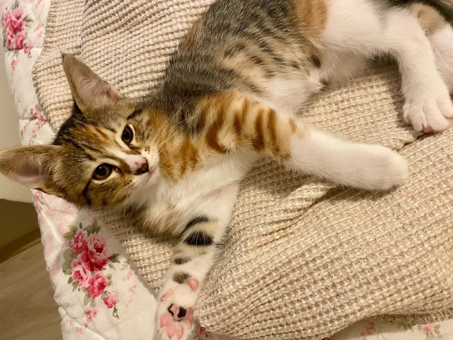 ŞANS KEDİSİ YUVA ARIYOR