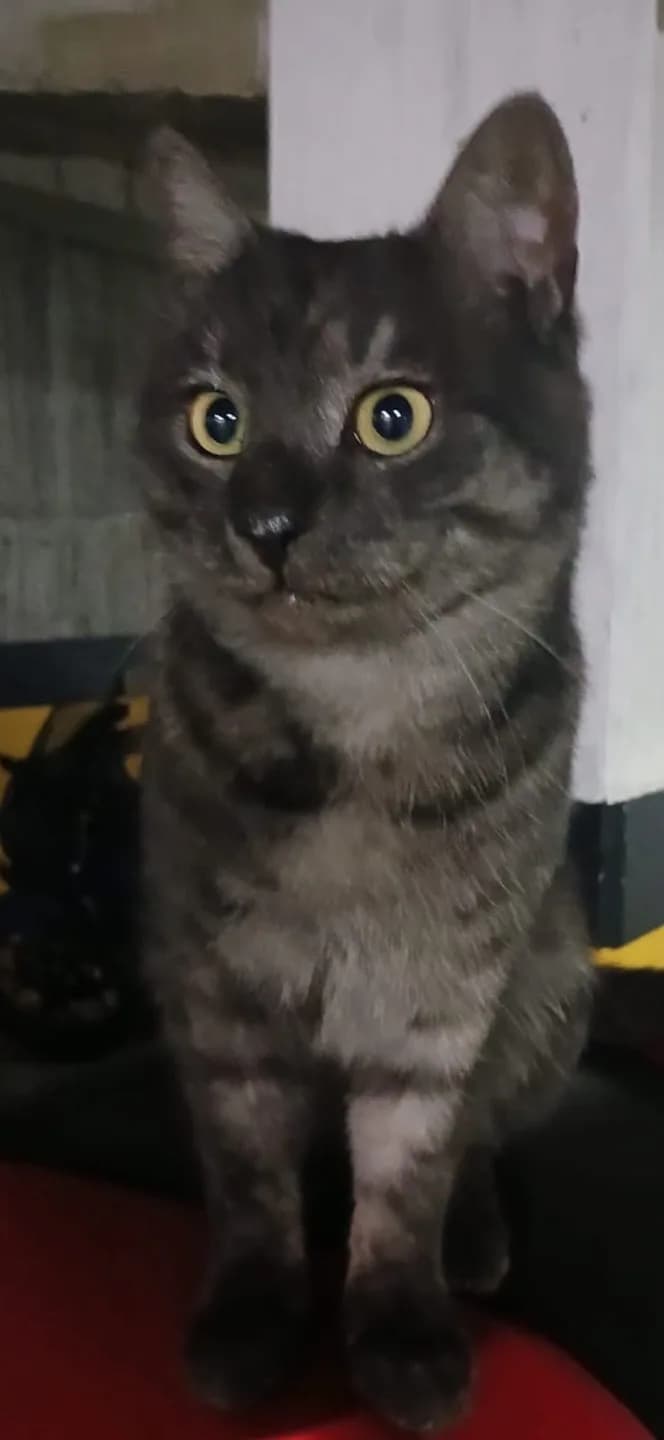 TERK EDİLMİŞ KEDİŞE ÖMÜRLÜK YUVA