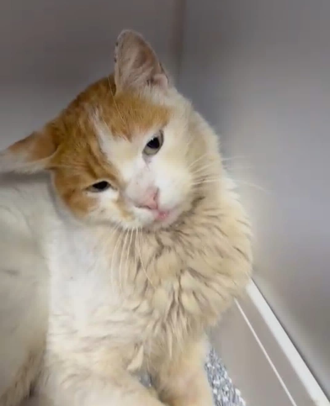 Savaşçı Sarman Yuva arıyor