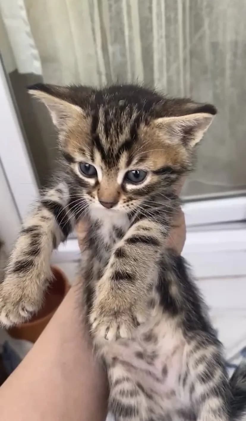 4 KARDEŞ YUVALARINI ARIYOR