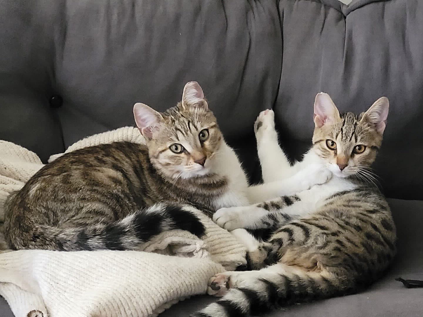 LEO VE LUNA- BEŞ AYLIK, KISIR VE AŞILI KARDEŞLER YUVA ARIYOR