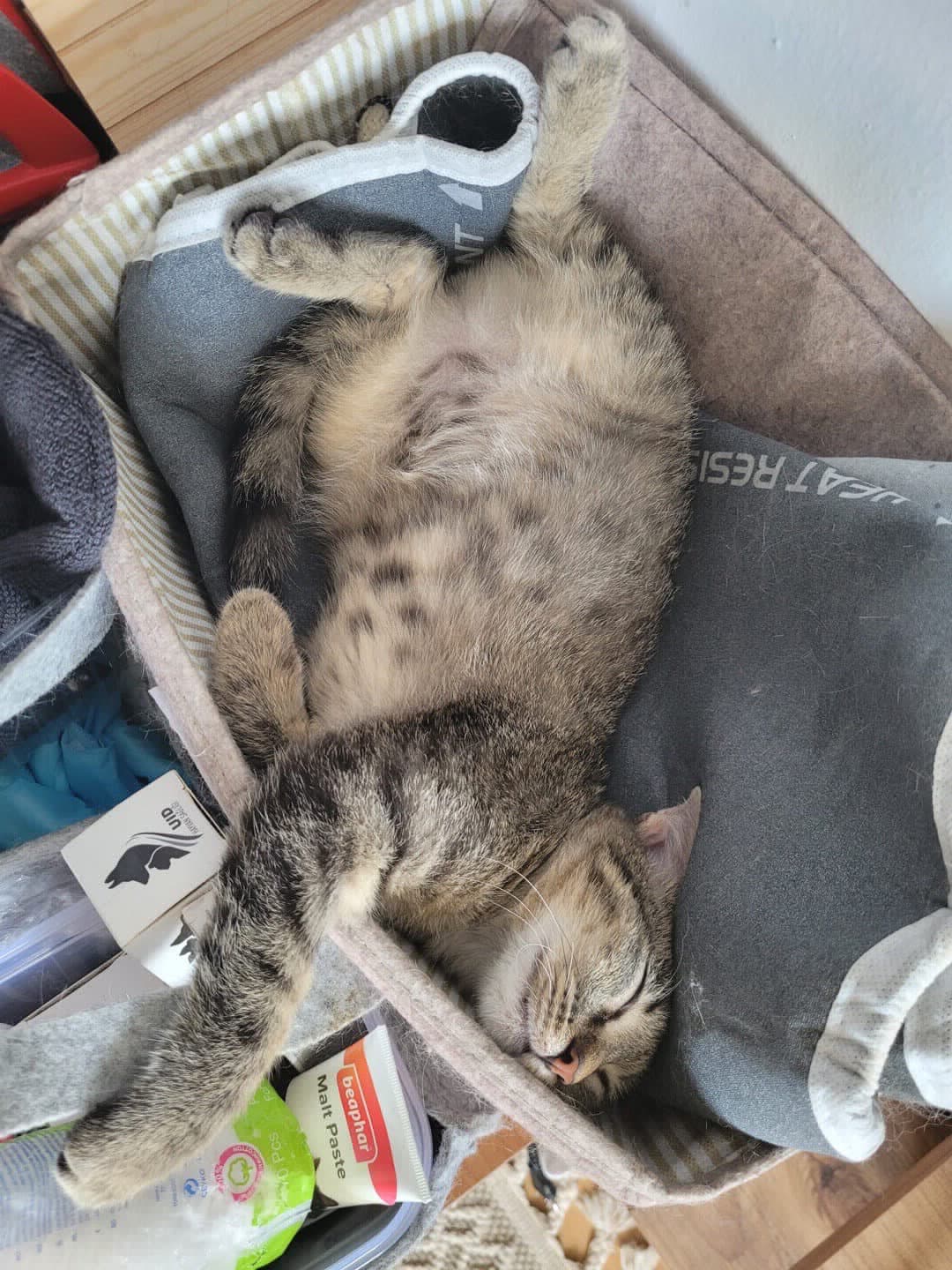 KEHRİBAR 4 AYLIK YAVRU VE AŞILARI TAM