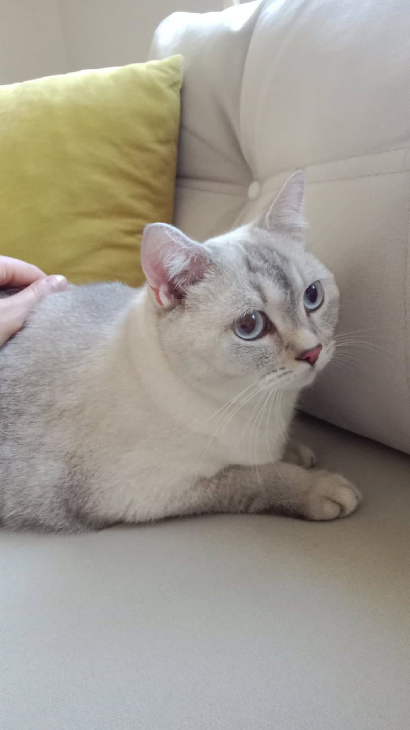 british shorthair erkek yetişkin