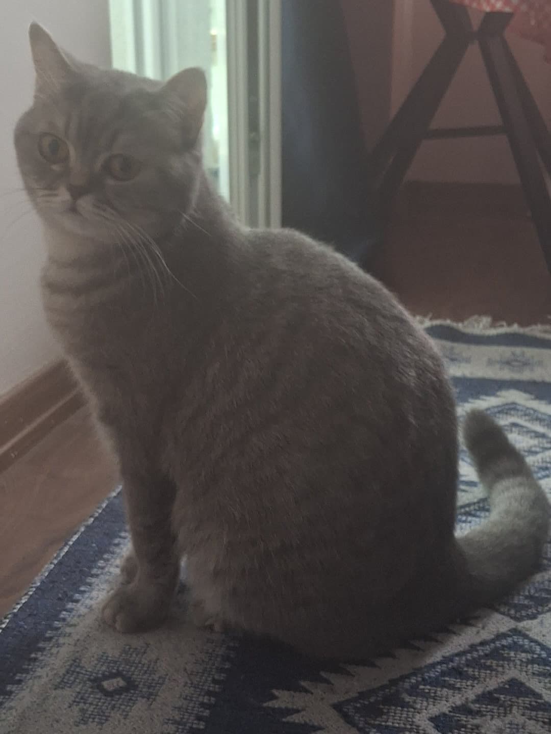 kedimiz hamile bende yurtdıșına gidiyorum kimsesi yok