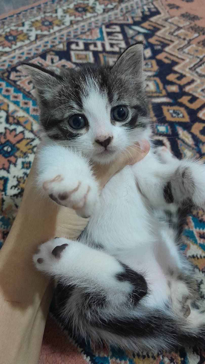 yavru kedi sahiplendiriyorum