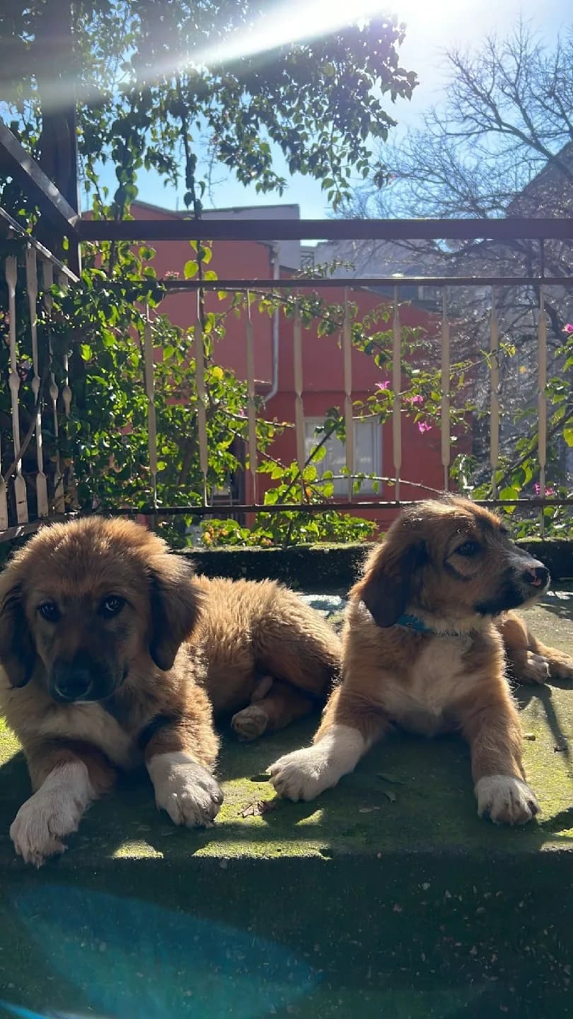 3 tane erkek yavru köpek