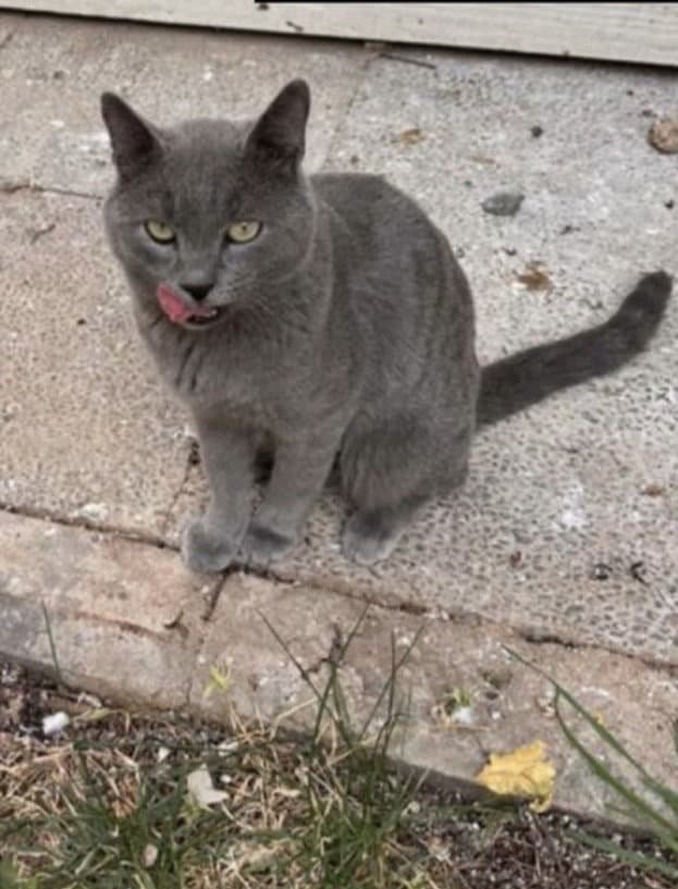 kedi sahiplendirmesi